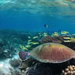피지의 희귀 동식물 - **Vibrant Underwater Coral Kingdom of Fiji:** A breathtaking wide-angle shot of a pristine, thriving...